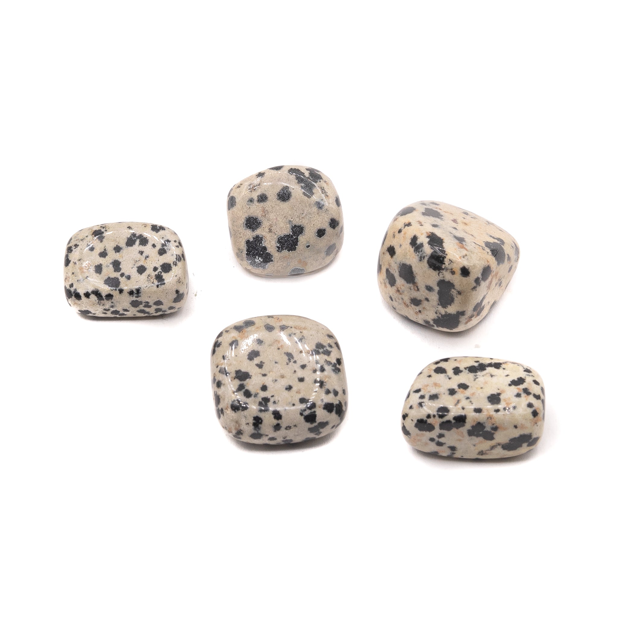 Jasper - Dalmatian Tumble $6